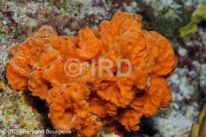 Acanthella pulcherrima - Tuamotu - Fakarava