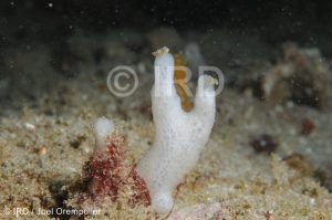 Siphonodictyon sp - (331) - Marquises - Ua Pou