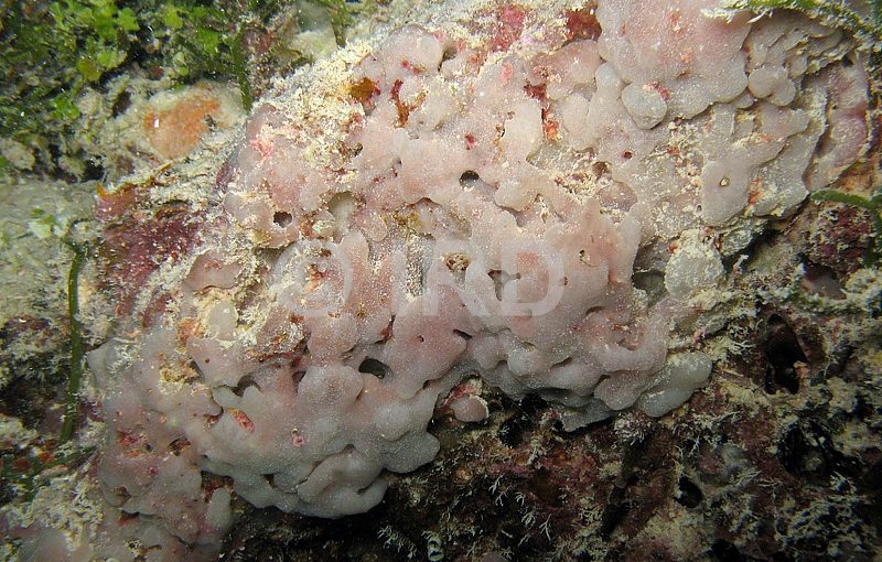 Amorphinopsis sp - (4757) - Tuamotu - Rangiroa