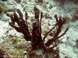 Amphimedon sp - 2641 - Tuamotu - Hao