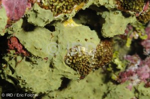 Aplysilla sp - (2034) - Société - Mehetia