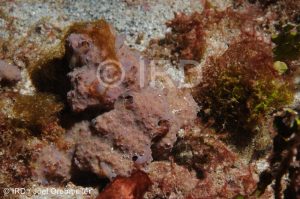 Aplysinella rhax - (2027) - Marquises - Tahuata