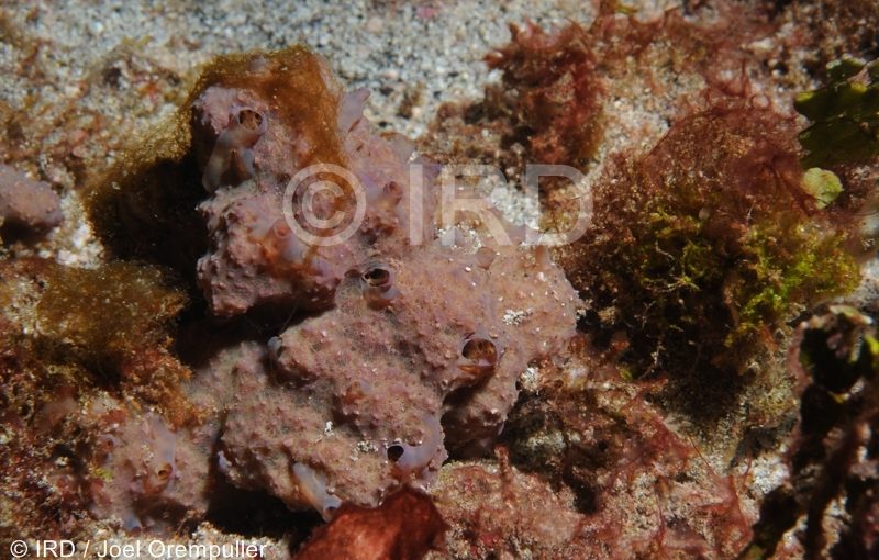 Aplysinella rhax - (2027) - Marquises - Tahuata