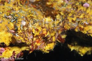 Aplysinella sp - (1719) - Societe - Mehetia