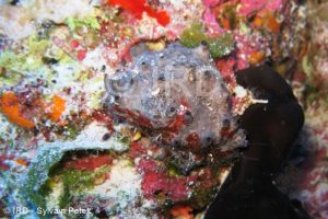 Aplysinopsis sp- (1441) - Tuamotu - Rangiroa