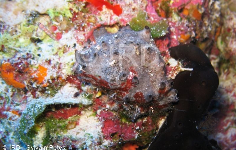 Aplysinopsis sp- (1441) - Tuamotu - Rangiroa