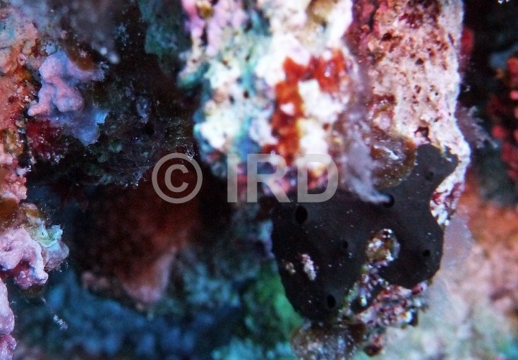 Aplysinopsis sp - (4400) - Gambier