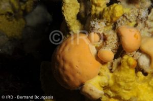 Astrosclera willeyana - (656) - Tuamotu - Takaroa