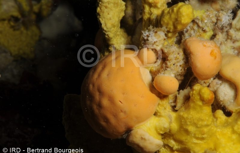 Astrosclera willeyana - (656) - Tuamotu - Takaroa