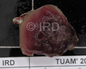 Axinyssa aculeata - Tuamotu - Raroia