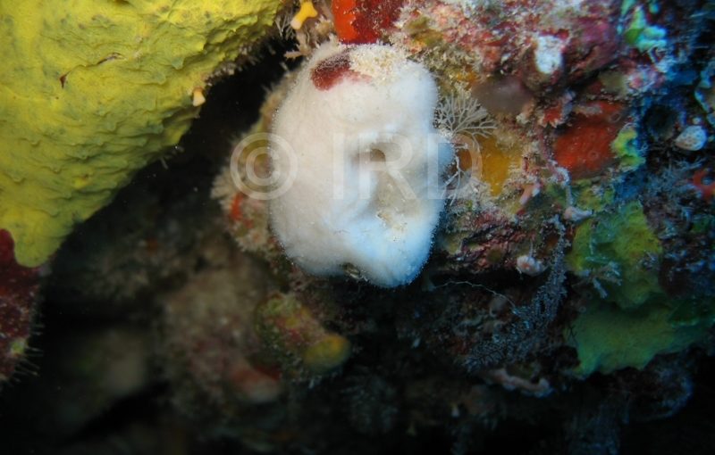 Axinyssa sp - (2632) - Tuamotu - Rangiroa