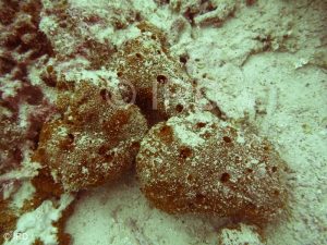 Axinyssa sp - (4849) - Tuamotu - Hao