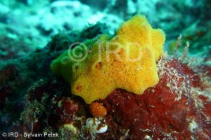 Batzella sp - (2734) - Marquises - Tahuata