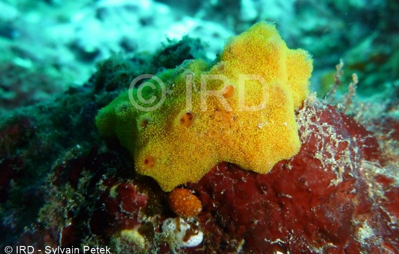 Batzella sp - (2734) - Marquises - Tahuata