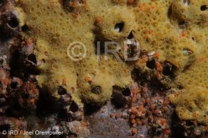 Batzella sp - (2753) - Marquises - Ua Pou