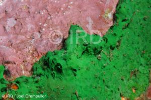 Batzella sp - (4713) - Marquises - Tahuata