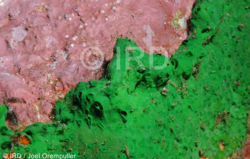 Batzella sp - (4713) - Marquises - Tahuata