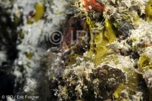 Cacospongia sp - (2110) - Tuamotu - Rangiroa