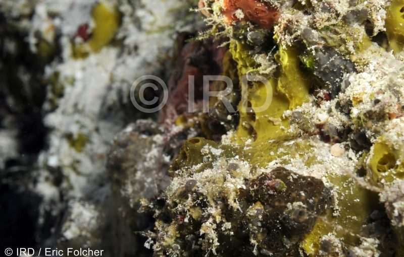 Cacospongia sp - (2110) - Tuamotu - Rangiroa