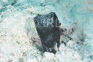 Cacospongia sp - (2334) - Australes - Raivavae