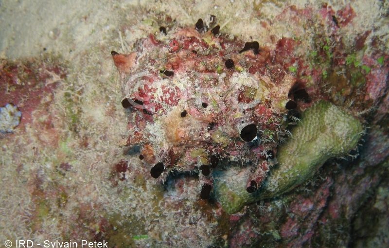 Callyspongia sp - (2708) - Tuamotu - Toau