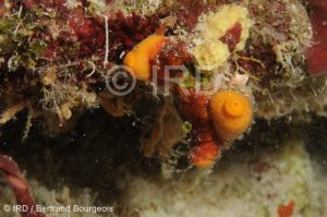 Chalinula sp - (149) - Tuamotu - Fakarava