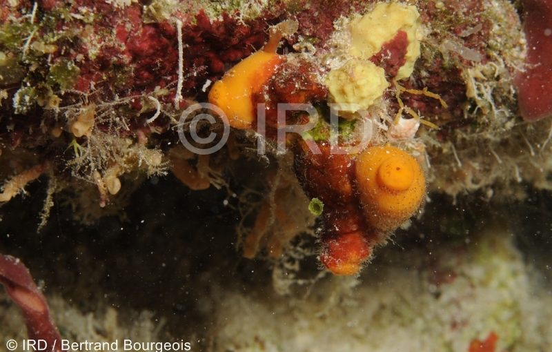 Chalinula sp - (149) - Tuamotu - Fakarava