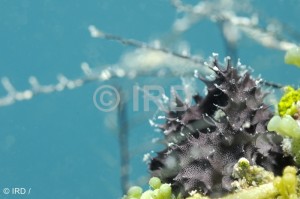 Chelonaplysilla delicata - Tuamotu - Hao