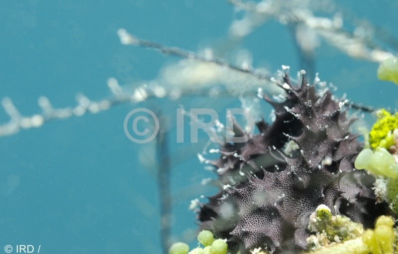 Chelonaplysilla delicata - Tuamotu - Hao