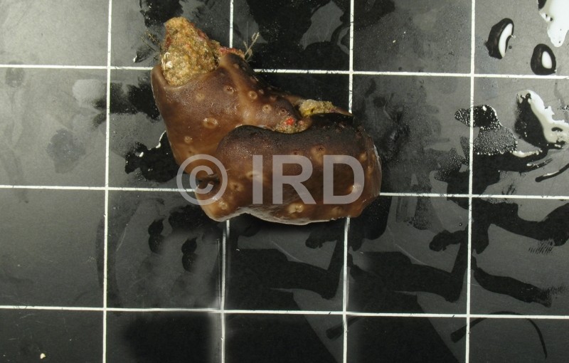 Chondrilla sp - (4361) - Société - Tahiti