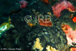 Chondropsis sp - (4861) - Marquises - Tahuata
