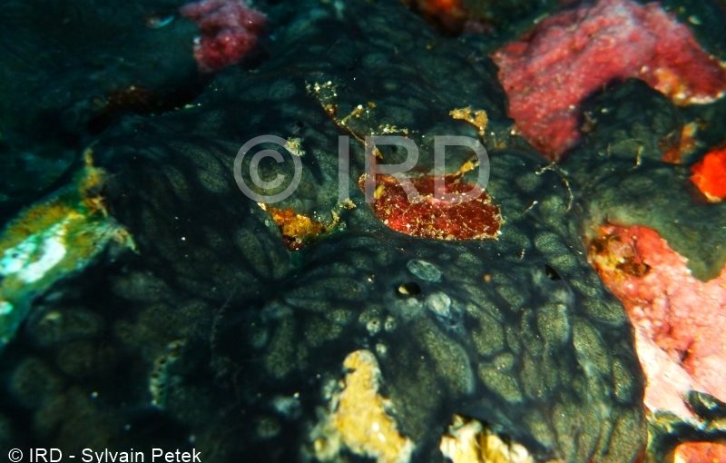 Chondropsis sp - (4861) - Marquises - Tahuata