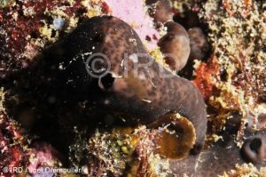 Chondrosia corticata - (2122) - Marquises - Nuku Hiva