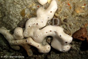 Chondrosia sp - (2212) - Societe - Tahiti