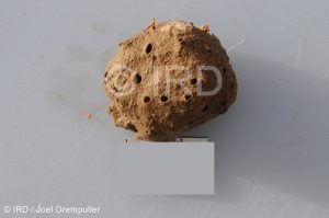 Cinachyrella sp - (2119) - Societe - Raiatea