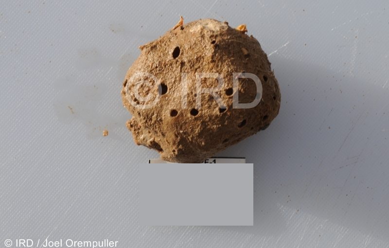 Cinachyrella sp - (2119) - Societe - Raiatea