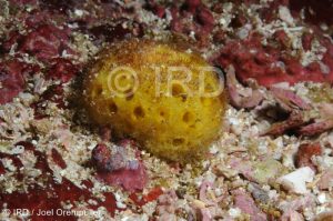 Cinachyrella sp - (4680) - Marquises - Nuku Hiva