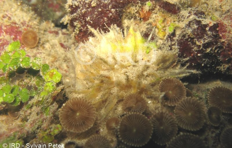 Cinachyrella sp - (4827) - Societe - Tahiti