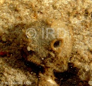 Cinachyrella sp - (4880) - Societe - Tahiti