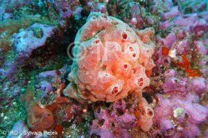 Coelosphaera (coelosphaera) sp - (4683) - Marquises - Nuku Hiva