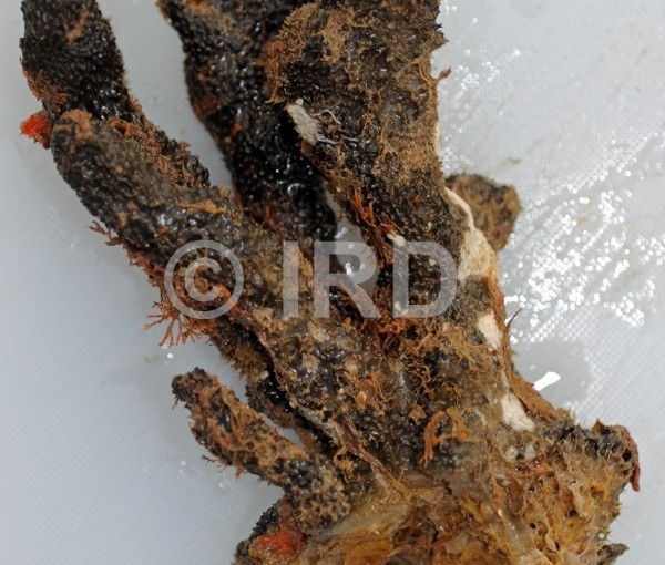 Coscinoderma sp - (4176) - Societe - Raiatea