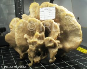 Cribrochalina sp - (4867) - Societe - Tahiti