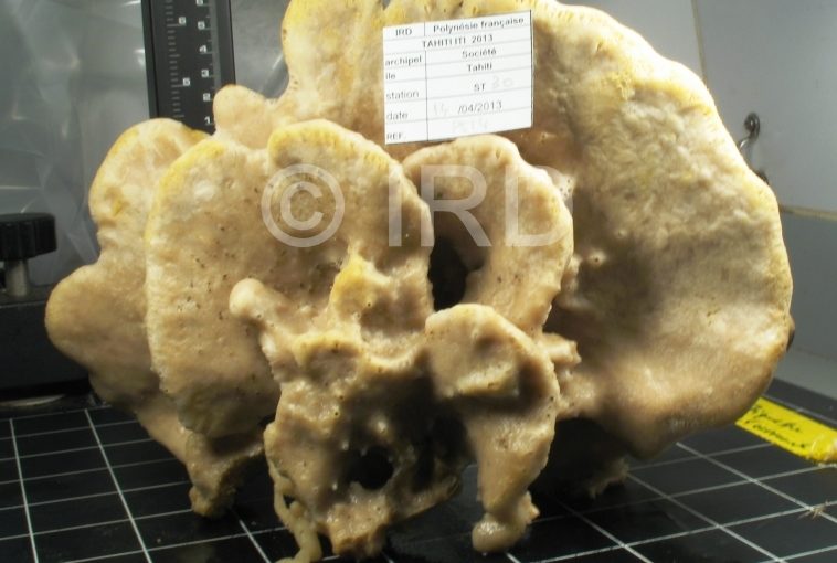 Cribrochalina sp - (4867) - Societe - Tahiti