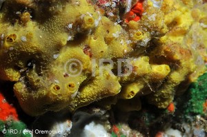 Dactylospongia elegans - Marquises - Nuku Hiva