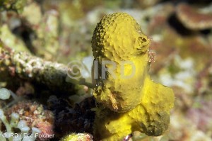 Dactylospongia metachromia - Tuamotu - Tetiaroa