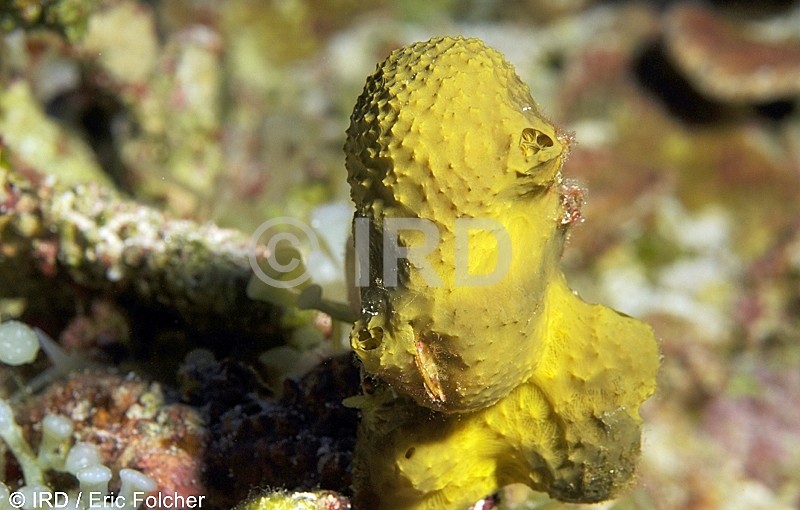 Dactylospongia metachromia - Tuamotu - Tetiaroa