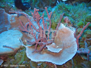 Dactylospongia sp - (4856) - Tuamotu - Fakarava