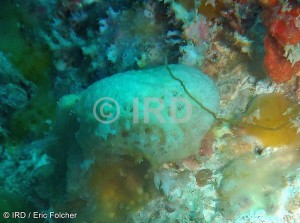 Dactylospongia sp - (4908) - Australes - Rapa