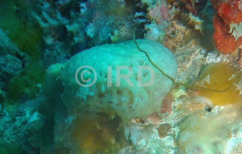 Dactylospongia sp - (4908) - Australes - Rapa