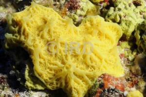 Darwinella sp - (4848) - Tuamotu - Anuanuraro